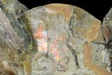 Large, Fossil Ammonite (Sphenodiscus) - South Dakota #143838-4